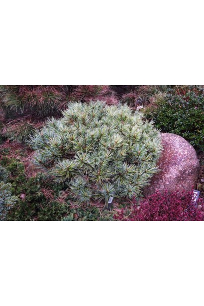 Сосна корейська Блю Болл опис